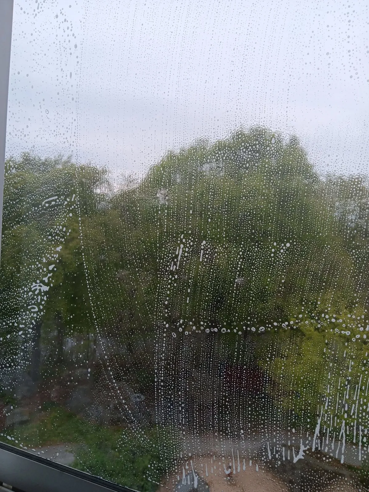 Fönsterputs pågår, såpa på glaset och gröna träd utanför